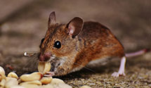 24 Hour & Emergency Exterminators in Newhope, AR
